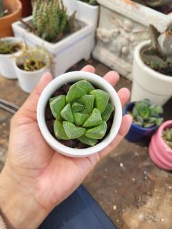 haworthia succulent