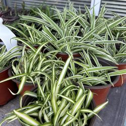 Spider Plants in 4” Pots