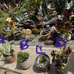 Plants!!! Prices Vary