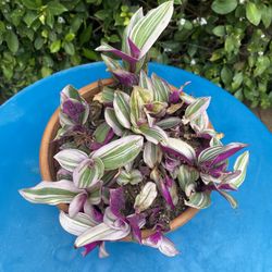 Tradescantia nanouk plant
