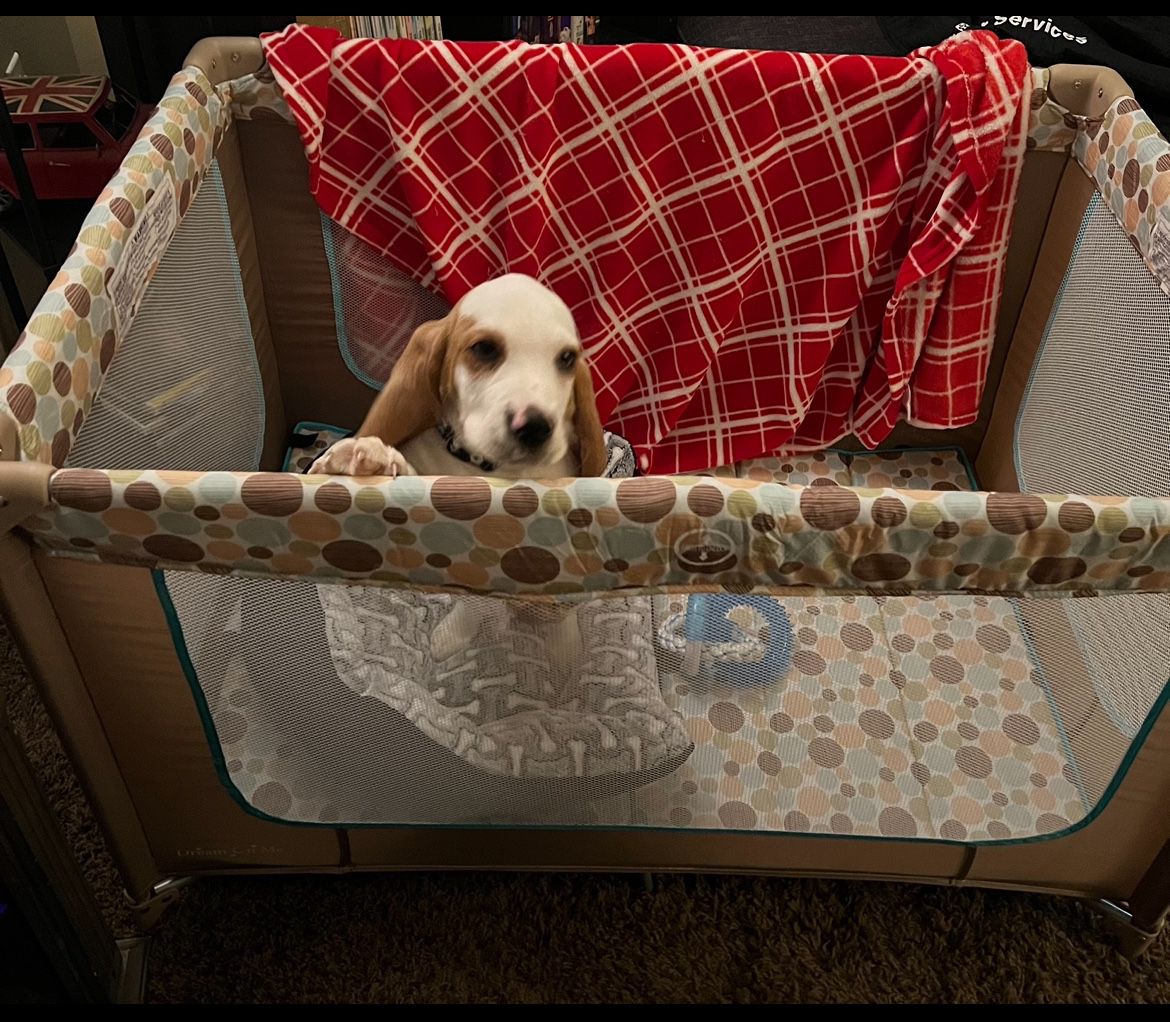 Travel Crib Puppy