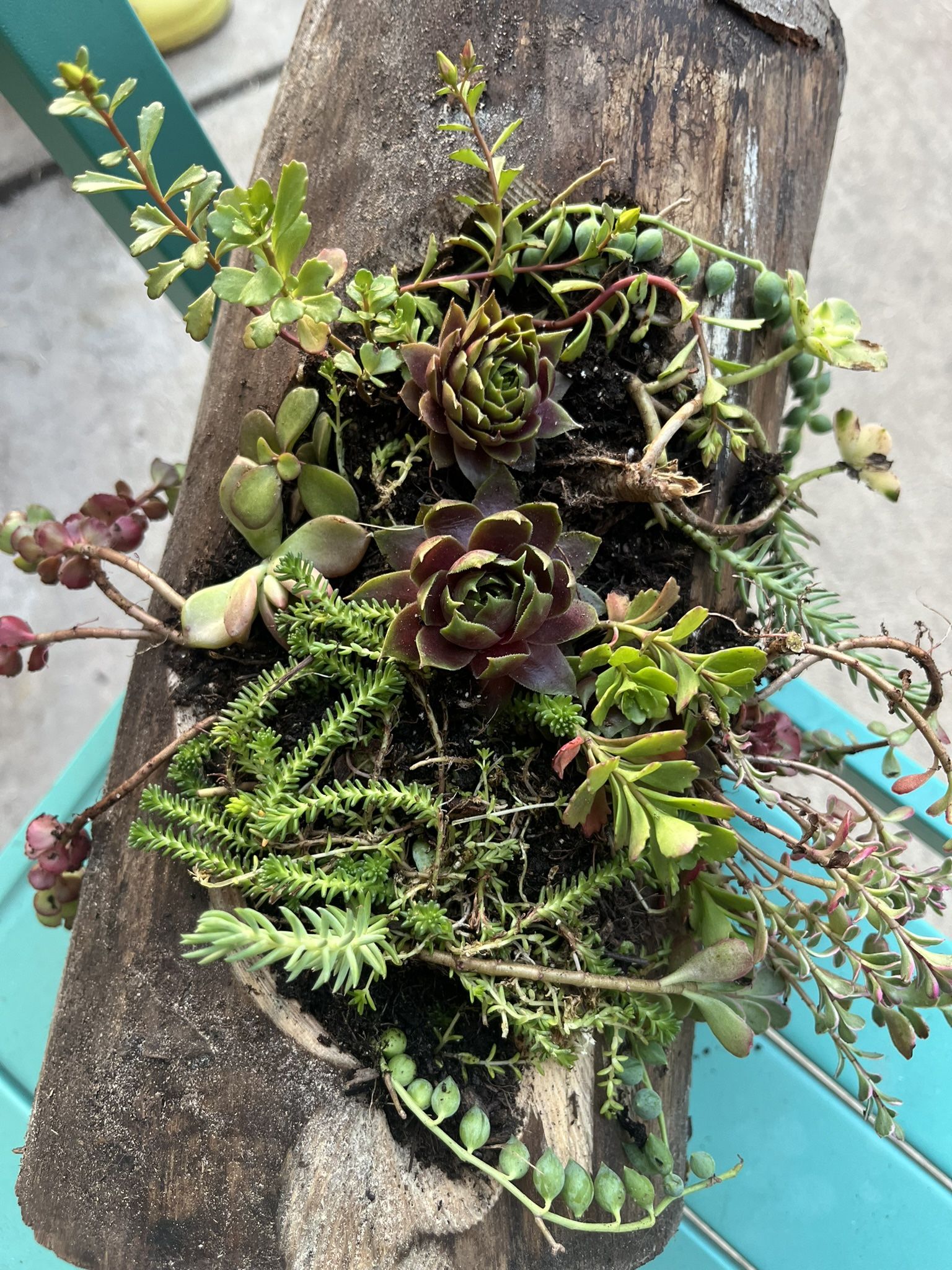 Succulent Arrangement