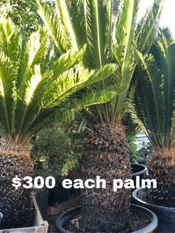 Palm trees