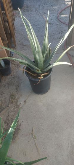 Large Aloe Vera In 3 Gallon Pot