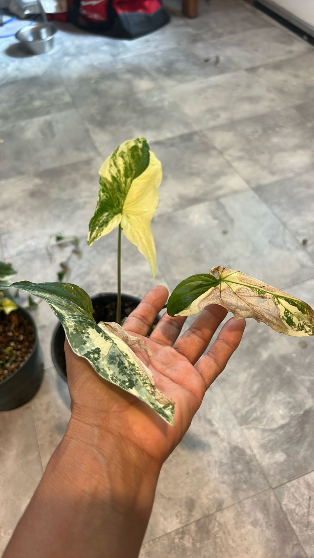 Singonium Variegado