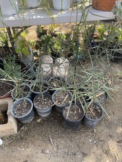 Battle Tree 🌴 En Maceta De Un Galón Su Precio Es $20 Cada Una 