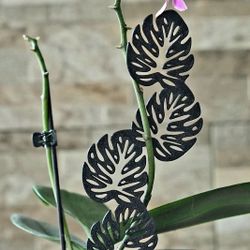 Highly Fenestrated Monstera Leaves Plant Support Trellis