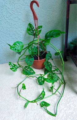 Monstera  Adansonii / Swiss cheese plant