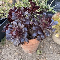 Aeonium arboreum "Black Rose" succulent