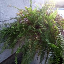 Healthy Fern Plant in a Pot $15