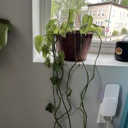 Golden Pathos Plant In Cute Planter