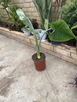 Elephant Ear Plant 