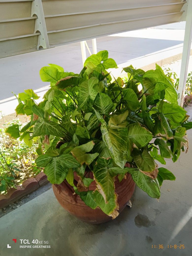 Tropical Plant With A Ceramic Pot