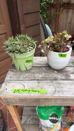 Succulents in Pots