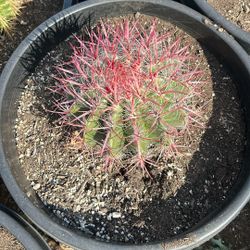 Red Golden Barrel 15g 