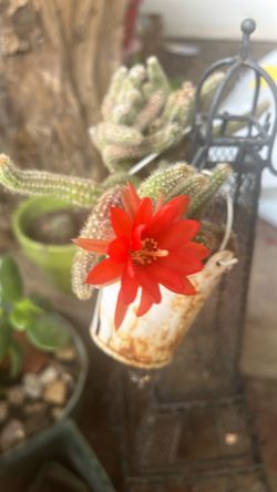 Planta de cacauate
