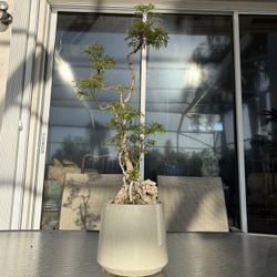 Tropical Plant Bonsai