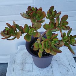 red tip Jade plant lucky money tree  First buyer first select buy 2 pots get 1 Free