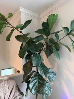 Plants