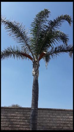 Palm trimming