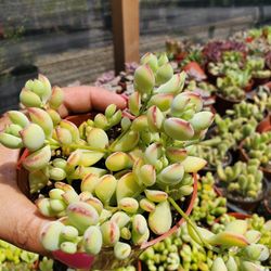 Succulent 