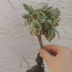 Mermaid Tail Crested old  sunbuster aeonium succulent only 1 hurry