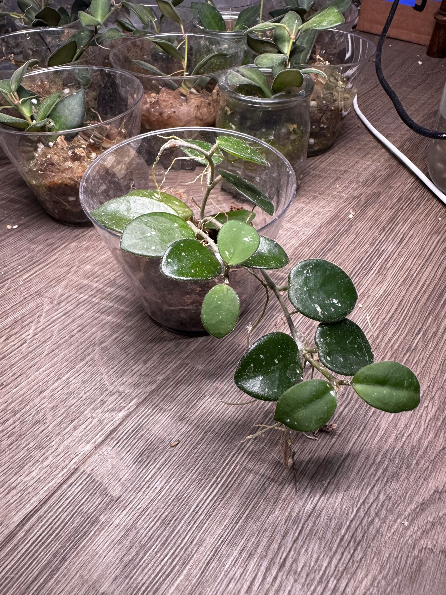 Hoya Matilde Rooted Cuttings In Moss