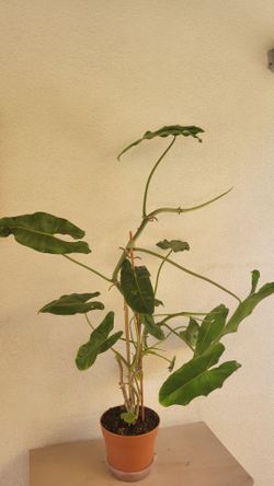 Philodendron Plant  35"h