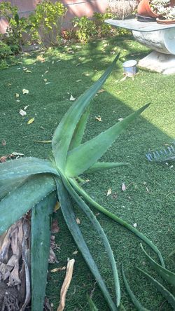 Aloe Vera