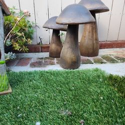 Mushrooms For Sale