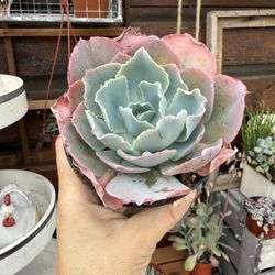 Echeveria Sahara 4”