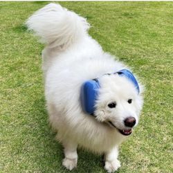 NEW Open Box Blue Dog Earmuffs For Hearing Protection 29dB NRR ear muffs-X-large