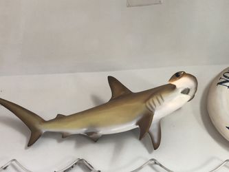 Golden hammerhead shark mount taxidermy