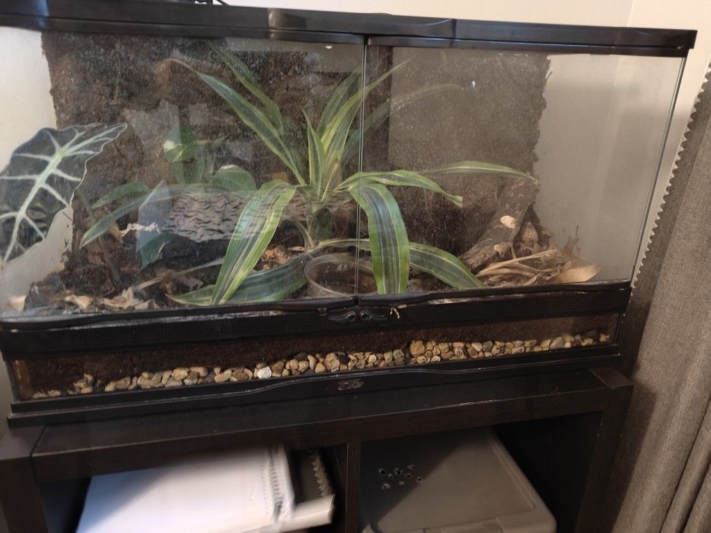 Terrarium Live Plants Everything Included