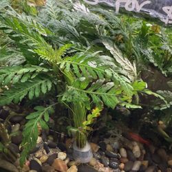 Hygrophila Pinnatifida Aquarium Plant For Aquascape Aquascaping Fish Tanks 