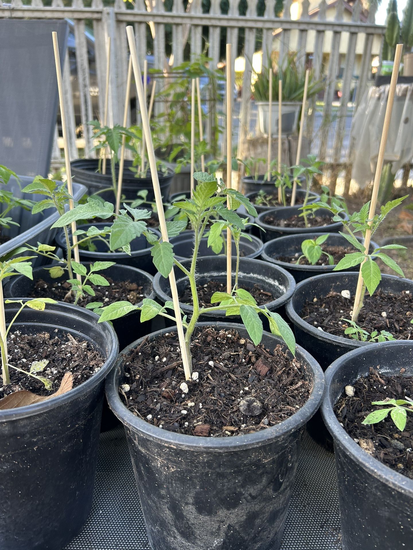 Tomato Plants 