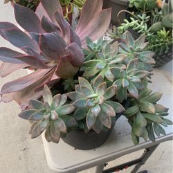 Succulents 