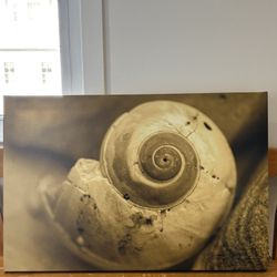 20” X 30” MOON SNAIL CANVAS PHOTO By Artist Susan Fairgrieve