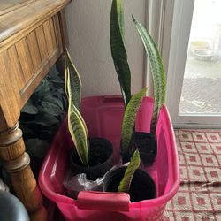 Indoor Plants $12 Each