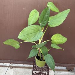 6” Big Syngonium Chiapense 