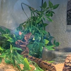 snake Cage And Accessories  