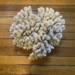 Nice Big Coral Piece. Good Addition To A Reef Tank