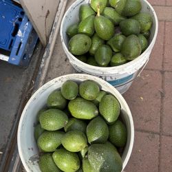 Fresh Avocado