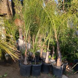 Queen Palm 30$