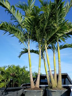 Christmas Palms  About 8 Feet Tall Instant Privacy Hedge For Fence 