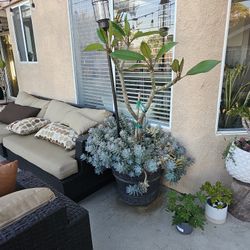 Plumaria Tree 4ft Tall Red Noid