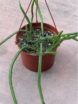 6” Rhipsalis