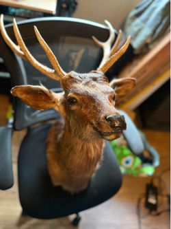 Deer head