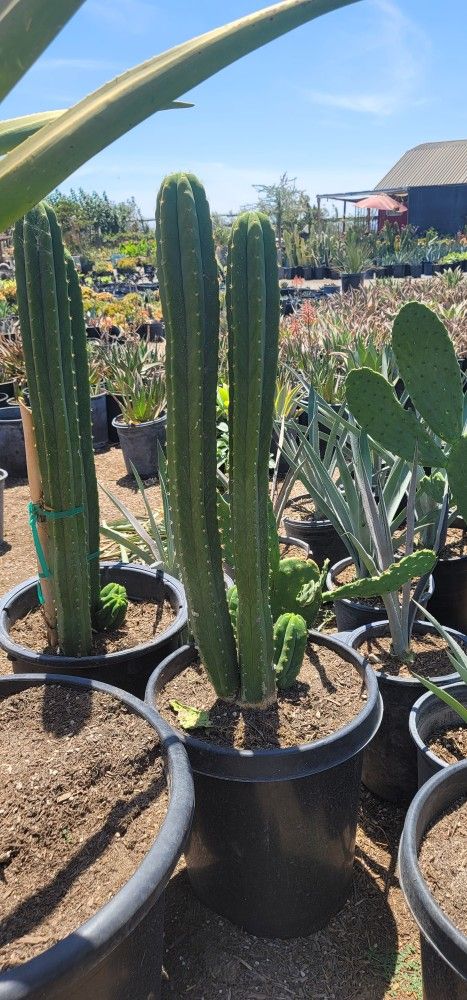 succulent pots bulk Rosette Succulent Bulk Pack