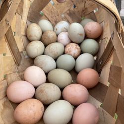 Fresh Eggs